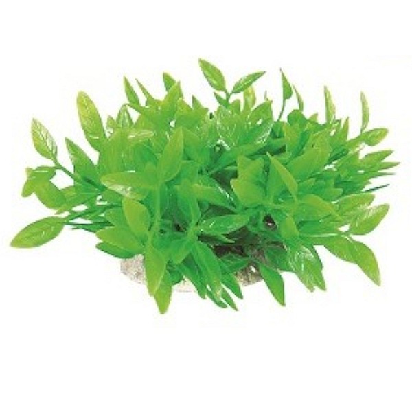 Διακοσμητικό Ενυδρείου Φυτό 8-9cm