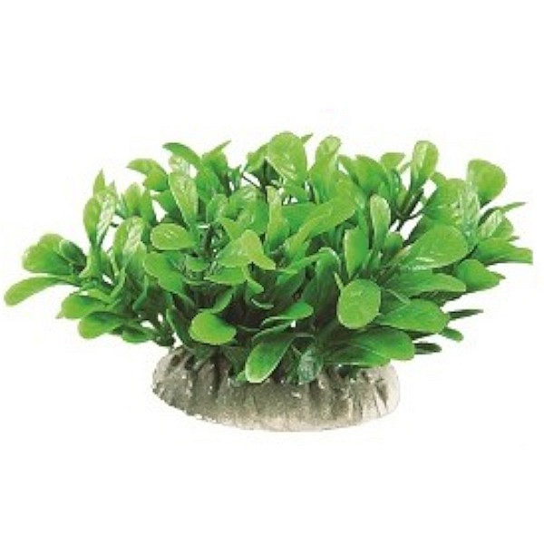 Διακοσμητικό Ενυδρείου Φυτό 8-9cm