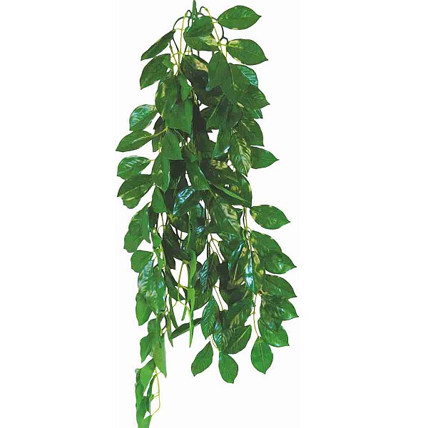 Φυτό Για Terrarium Ficus 50CM