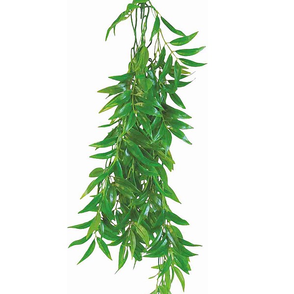 Φυτό Για Terrarium Ficus Longifolia 50CM