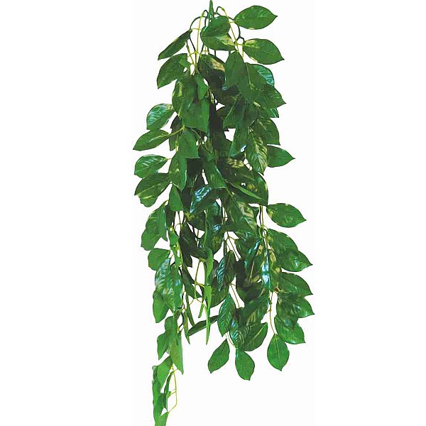 Φυτό Για Terrarium Ficus 70CM