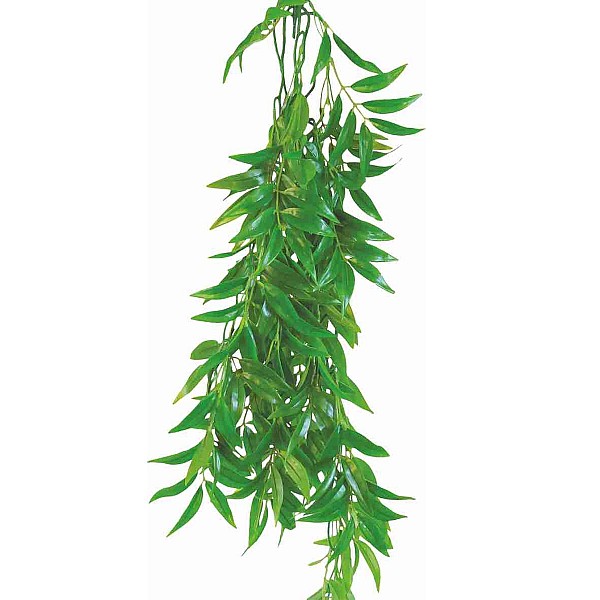 Φυτό Για Terrarium Ficus Longifolia 70CM