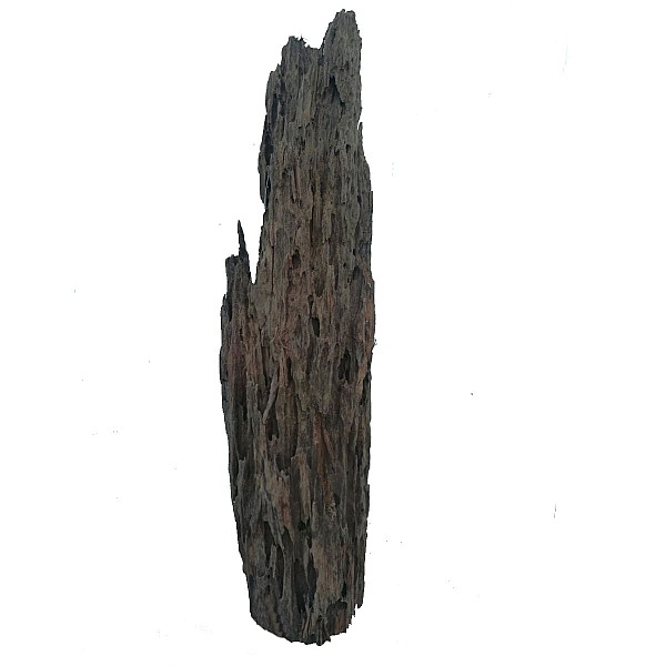 Mangrowe Pookaholes 45-55cm