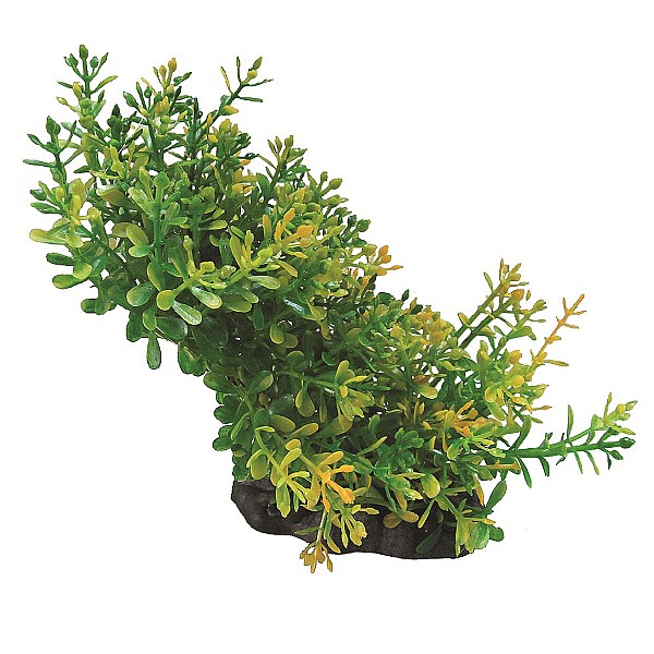 Διακοσμητικό Ενυδρείου Φυτό 8-10cm