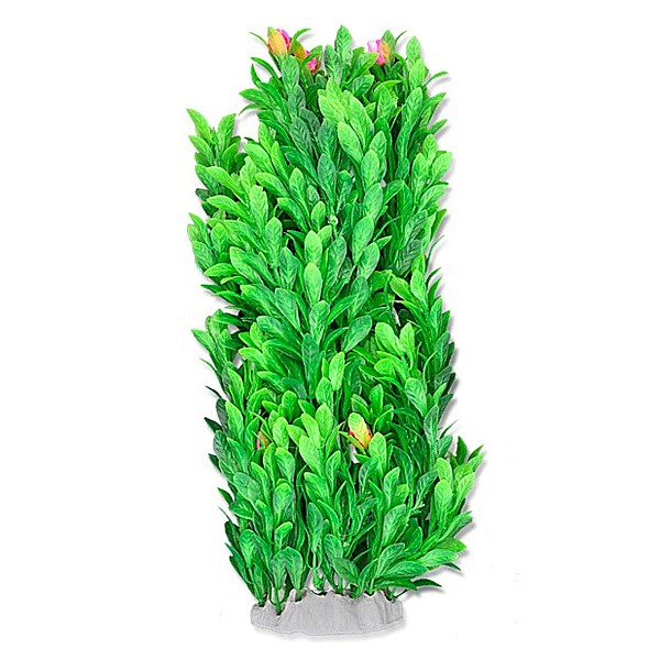 Φυτό Ενυδρείου 40cm Πράσινο με ροζ λεπτομέρειες