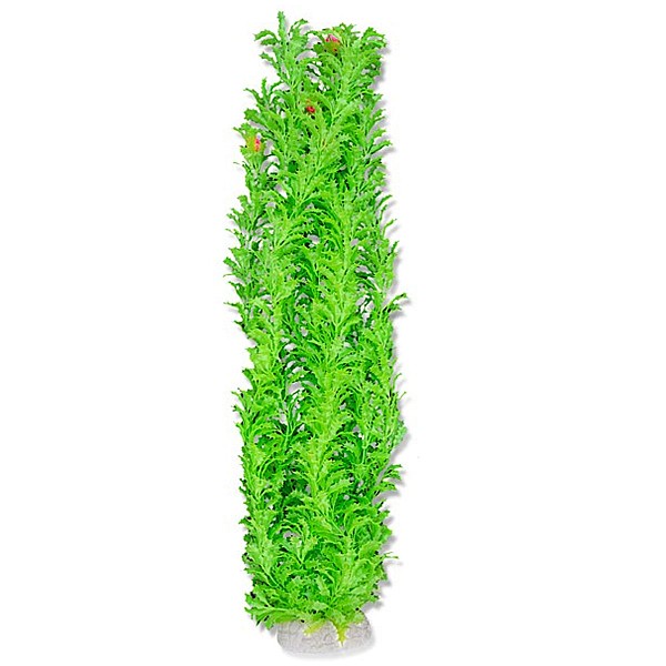 Φυτό Ενυδρείου 65cm