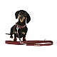 KERBL Περιλαίμιο Βόλτας Σκύλου Royal Pets 30mmx46-54cm Καφέ Κόκκινο