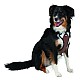 KERBL Επιστήθιο Σκύλου Pulsive Περ. Λαιμού 62 - 85 cm Περ. Στήθους 72 - 96 cm Μαύρο / Καφέ