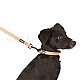 Αδιάβροχο Περιλαίμιο Σκύλου Easy Care 25-35 cm 20mm