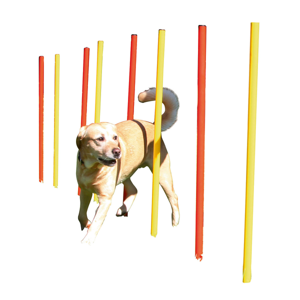 Εκπαίδευση / Γυμναστική Σκύλου Slalom Agility Ύψος 100εκ.
