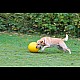 Παιχνίδι Σκύλου Μπάλα Διάμετρο 30 εκ.