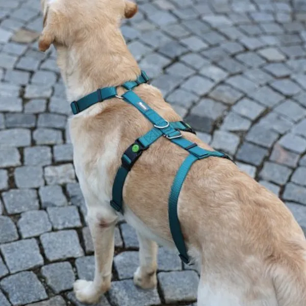 Επιστήθιο ασφαλείας Panic Harness Miami petrol στήθος 64-100cm π25mm