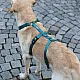 Επιστήθιο ασφαλείας Panic Harness Miami petrol στήθος 64-100cm π25mm