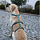 Επιστήθιο ασφαλείας Panic Harness Miami petrol στήθος 64-100cm π25mm