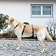 Επιστήθιο ασφαλείας Panic Harness Miami Γκρί στήθος 38-52cm π15mm