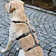 Επιστήθιο ασφαλείας Panic Harness Miami Γκρί στήθος 38-52cm π15mm
