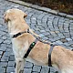 Επιστήθιο ασφαλείας Panic Harness Miami Γκρί στήθος 38-52cm π15mm