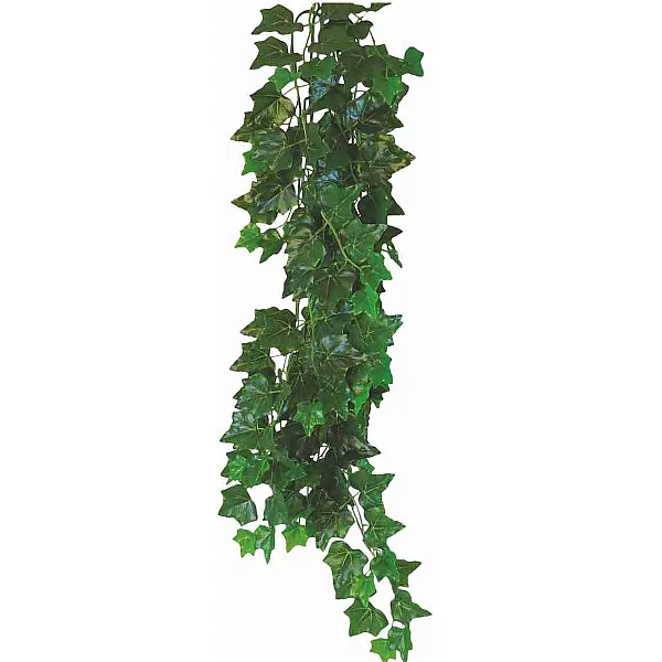 Φυτό Για Terrarium Hedera Helix 70CM