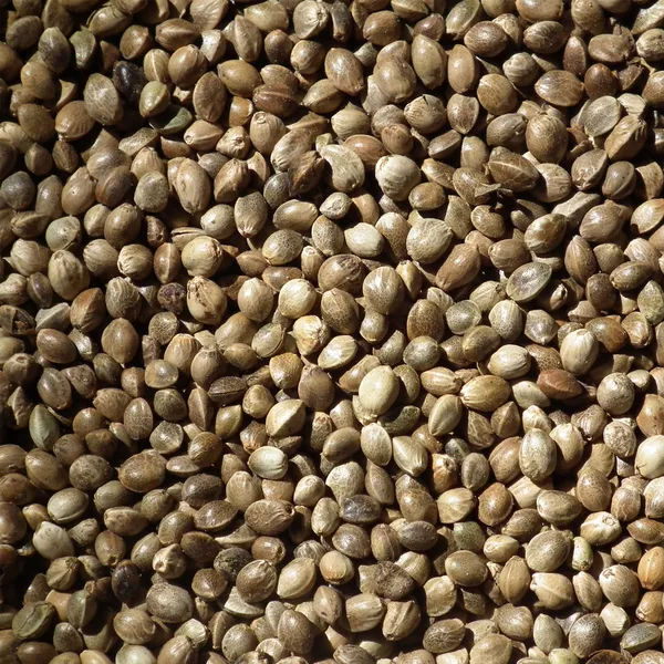 Κανναβούρι SLUIS 3.5 χίλ 500gr