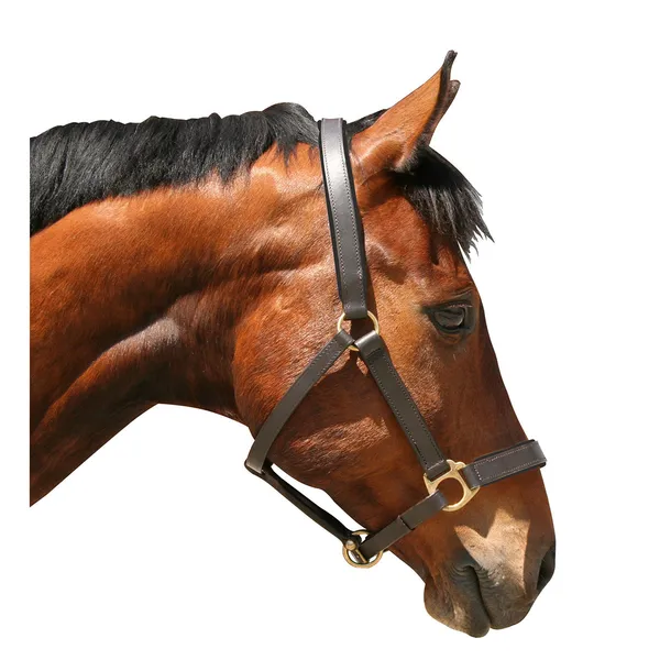 KERBL Δερμάτινο Καπίστρι Χρώμα Καφέ Νο 1 Pony