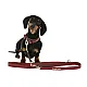KERBL Οδηγός Βόλτας Σκύλου Royal Pets 25mmx200cm Καφέ Κόκκινο