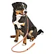 KERBL Slip leash Maxi Safe 170cm x 12mm, neon orange